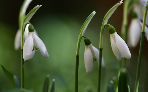 Flowers of love from Chrome web store to be run with OffiDocs Chromium online Flowers of love from Chrome web store to be run with OffiDocs Chromium online