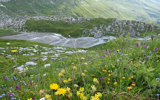 Flowers of rocky mountains from Chrome web store to be run with OffiDocs Chromium online Flowers of rocky mountains from Chrome web store to be run with OffiDocs Chromium online