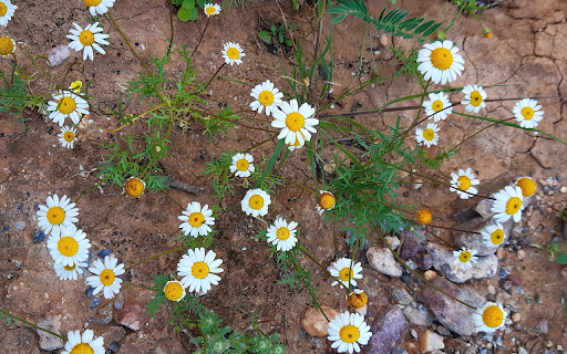 Flowers on barren land from Chrome web store to be run with OffiDocs Chromium online Flowers on barren land from Chrome web store to be run with OffiDocs Chromium online