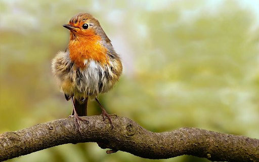 Fluffy bird from Chrome web store to be run with OffiDocs Chromium online Fluffy bird from Chrome web store to be run with OffiDocs Chromium online