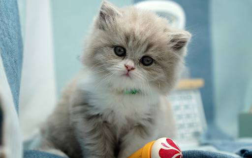 Fluffy Kitten from Chrome web store to be run with OffiDocs Chromium online Fluffy Kitten from Chrome web store to be run with OffiDocs Chromium online
