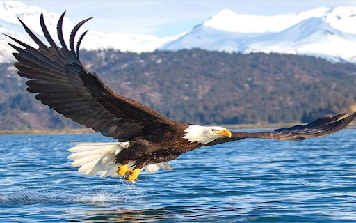 Flying eagle wallpaper from Chrome web store to be run with OffiDocs Chromium online Flying eagle wallpaper from Chrome web store to be run with OffiDocs Chromium online