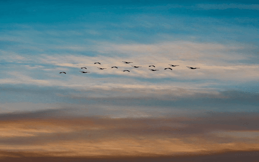 flying sparrows wallpaper from Chrome web store to be run with OffiDocs Chromium online flying sparrows wallpaper from Chrome web store to be run with OffiDocs Chromium online