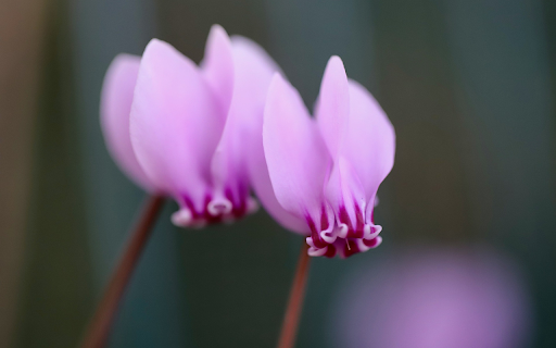 Folded petal flower from Chrome web store to be run with OffiDocs Chromium online Folded petal flower from Chrome web store to be run with OffiDocs Chromium online
