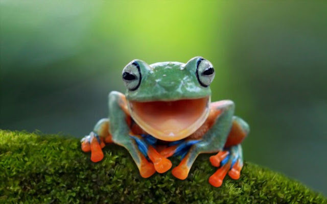For Animal Lovers Chrome Theme from Chrome web store to be run with OffiDocs Chromium online For Animal Lovers Chrome Theme from Chrome web store to be run with OffiDocs Chromium online