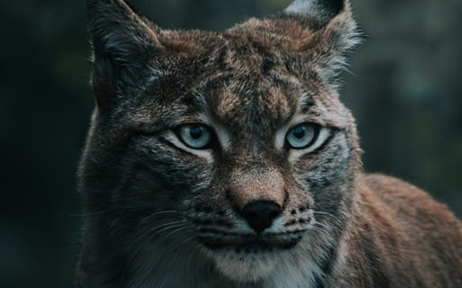 FOREST CAT THEME from Chrome web store to be run with OffiDocs Chromium online FOREST CAT THEME from Chrome web store to be run with OffiDocs Chromium online
