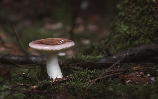Forest Floor Mushroom from Chrome web store to be run with OffiDocs Chromium online Forest Floor Mushroom from Chrome web store to be run with OffiDocs Chromium online