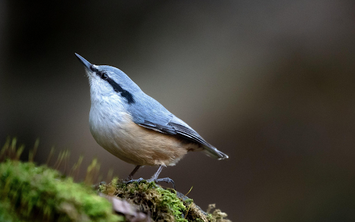 Forest Nuthatch on Moss from Chrome web store to be run with OffiDocs Chromium online Forest Nuthatch on Moss from Chrome web store to be run with OffiDocs Chromium online