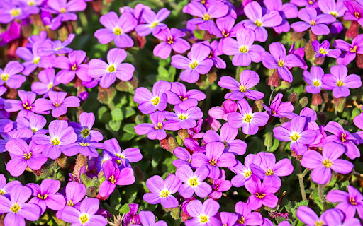 Four petaled purple flowers from Chrome web store to be run with OffiDocs Chromium online Four petaled purple flowers from Chrome web store to be run with OffiDocs Chromium online