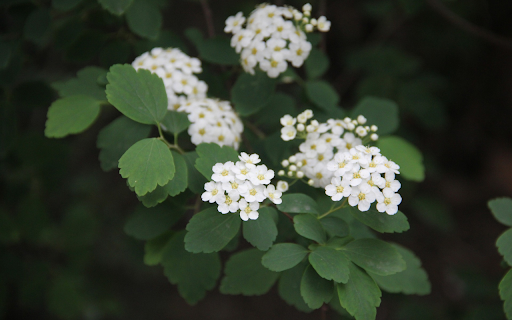 Four petal white flower from Chrome web store to be run with OffiDocs Chromium online Four petal white flower from Chrome web store to be run with OffiDocs Chromium online
