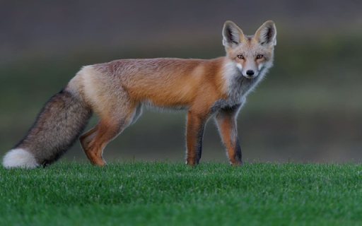 Fox: The Clever and Adaptable Hunter from Chrome web store to be run with OffiDocs Chromium online Fox: The Clever and Adaptable Hunter from Chrome web store to be run with OffiDocs Chromium online