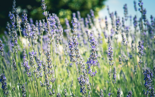 Fragrant Flowers from Chrome web store to be run with OffiDocs Chromium online Fragrant Flowers from Chrome web store to be run with OffiDocs Chromium online