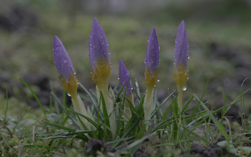 Fresh flower sprouts from Chrome web store to be run with OffiDocs Chromium online Fresh flower sprouts from Chrome web store to be run with OffiDocs Chromium online
