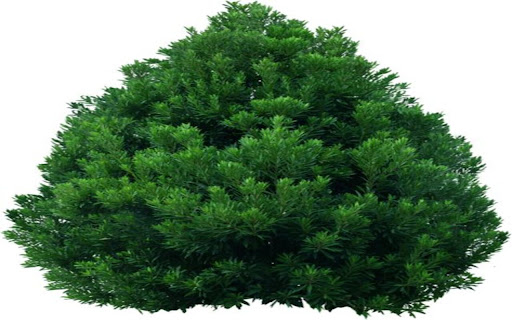 fresh green tree wallpaper from Chrome web store to be run with OffiDocs Chromium online fresh green tree wallpaper from Chrome web store to be run with OffiDocs Chromium online
