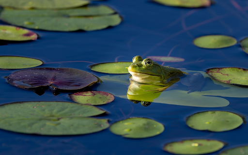 Frog nuggets under the gun from Chrome web store to be run with OffiDocs Chromium online Frog nuggets under the gun from Chrome web store to be run with OffiDocs Chromium online