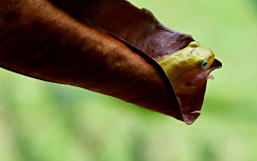 Frogs hide in leaves from Chrome web store to be run with OffiDocs Chromium online Frogs hide in leaves from Chrome web store to be run with OffiDocs Chromium online