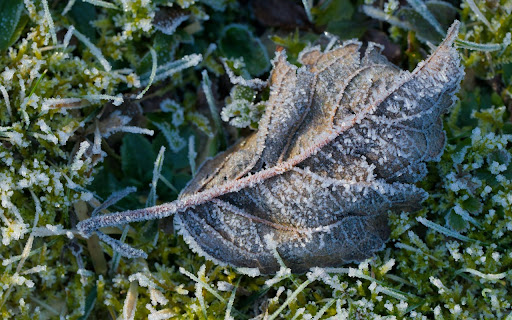 Frozen Leaf from Chrome web store to be run with OffiDocs Chromium online Frozen Leaf from Chrome web store to be run with OffiDocs Chromium online