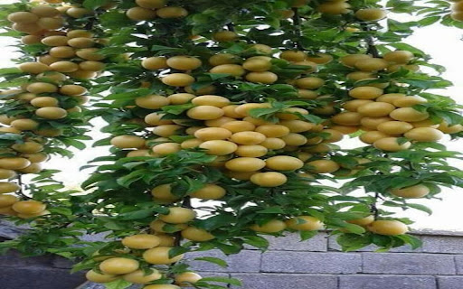 fruit tree wallpaper with yellow fruits from Chrome web store to be run with OffiDocs Chromium online fruit tree wallpaper with yellow fruits from Chrome web store to be run with OffiDocs Chromium online