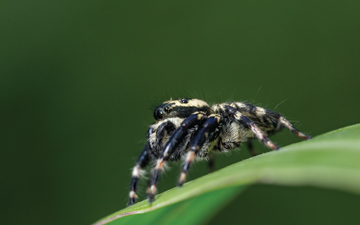 Fuzzy Spider On Leaf from Chrome web store to be run with OffiDocs Chromium online Fuzzy Spider On Leaf from Chrome web store to be run with OffiDocs Chromium online