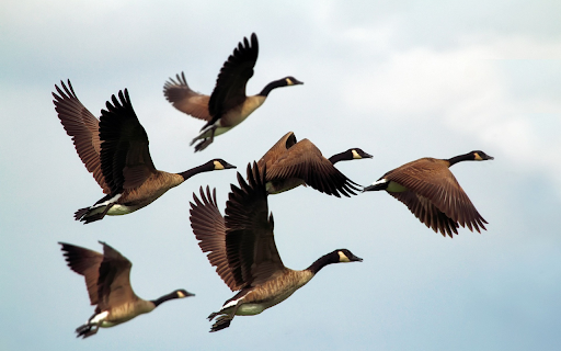 Geese flying from Chrome web store to be run with OffiDocs Chromium online Geese flying from Chrome web store to be run with OffiDocs Chromium online