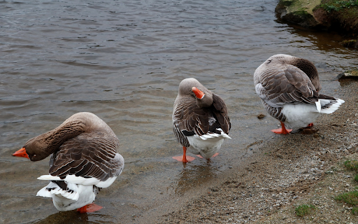 Geese preen their feathers from Chrome web store to be run with OffiDocs Chromium online Geese preen their feathers from Chrome web store to be run with OffiDocs Chromium online