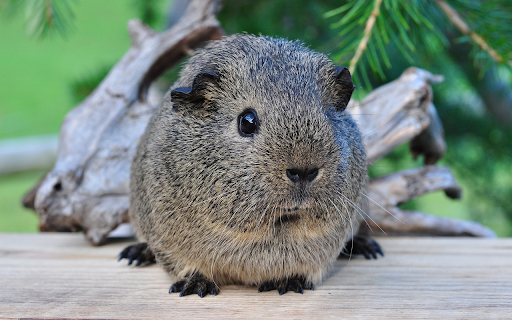 Giant mouse from Chrome web store to be run with OffiDocs Chromium online Giant mouse from Chrome web store to be run with OffiDocs Chromium online