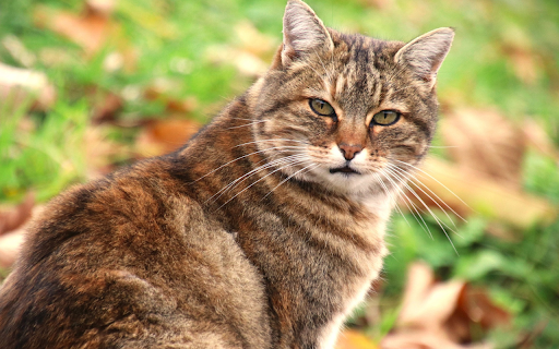 Giant tabby cat from Chrome web store to be run with OffiDocs Chromium online Giant tabby cat from Chrome web store to be run with OffiDocs Chromium online