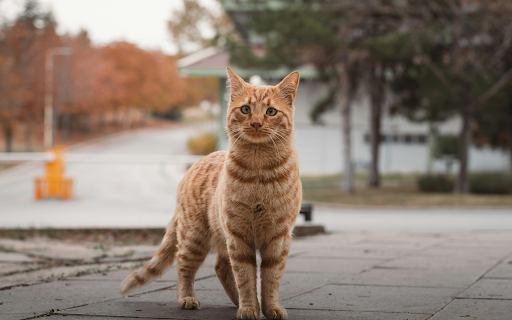 Ginger Cat Standing Outdoors in Autumn Street from Chrome web store to be run with OffiDocs Chromium online Ginger Cat Standing Outdoors in Autumn Street from Chrome web store to be run with OffiDocs Chromium online