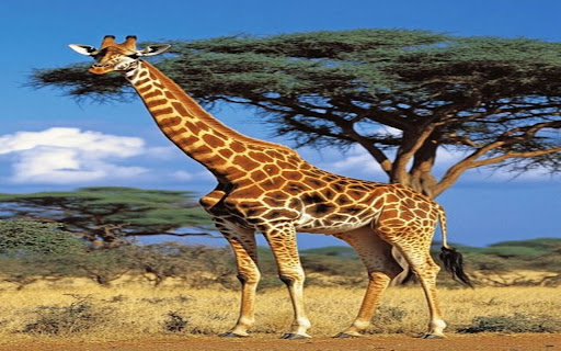 giraffe wallpaper from Chrome web store to be run with OffiDocs Chromium online giraffe wallpaper from Chrome web store to be run with OffiDocs Chromium online
