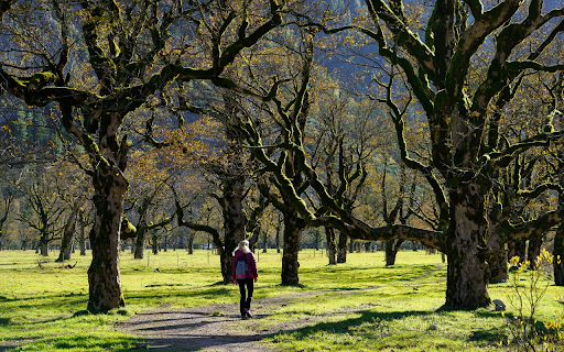 Girl walking in the forest from Chrome web store to be run with OffiDocs Chromium online Girl walking in the forest from Chrome web store to be run with OffiDocs Chromium online