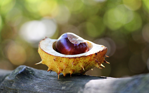 glossy seed spiny shell from Chrome web store to be run with OffiDocs Chromium online glossy seed spiny shell from Chrome web store to be run with OffiDocs Chromium online