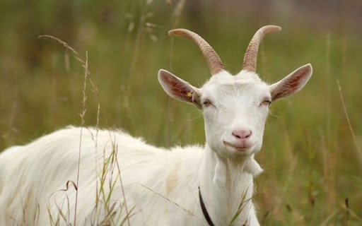 goat wallpaper from Chrome web store to be run with OffiDocs Chromium online goat wallpaper from Chrome web store to be run with OffiDocs Chromium online