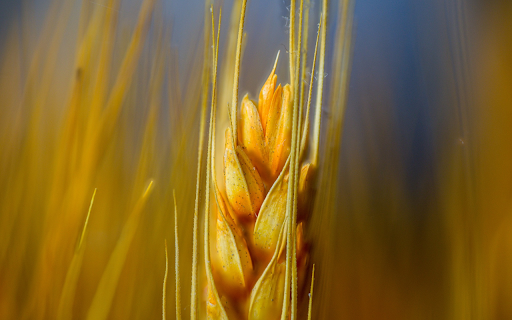 Golden Barley from Chrome web store to be run with OffiDocs Chromium online Golden Barley from Chrome web store to be run with OffiDocs Chromium online