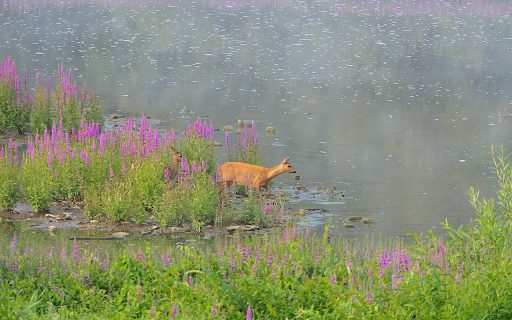 Golden deer, lake and flowers from Chrome web store to be run with OffiDocs Chromium online Golden deer, lake and flowers from Chrome web store to be run with OffiDocs Chromium online