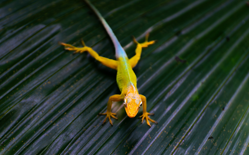 Golden gecko from Chrome web store to be run with OffiDocs Chromium online Golden gecko from Chrome web store to be run with OffiDocs Chromium online