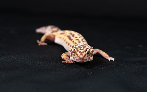 Golden gecko with brown spots from Chrome web store to be run with OffiDocs Chromium online Golden gecko with brown spots from Chrome web store to be run with OffiDocs Chromium online