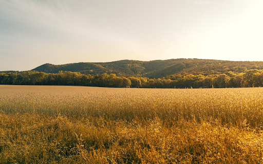 Golden Harvest Calm from Chrome web store to be run with OffiDocs Chromium online Golden Harvest Calm from Chrome web store to be run with OffiDocs Chromium online