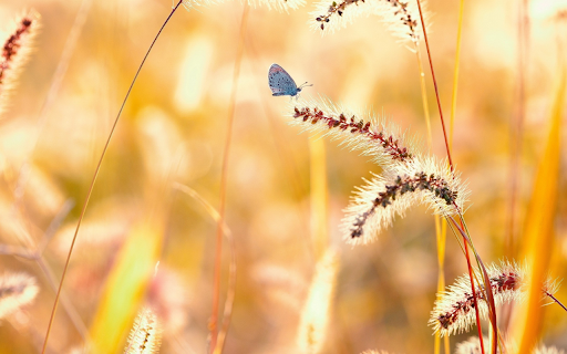 Golden Hour Butterfly from Chrome web store to be run with OffiDocs Chromium online Golden Hour Butterfly from Chrome web store to be run with OffiDocs Chromium online