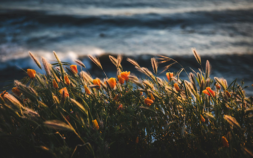 Golden Sunset Blooms from Chrome web store to be run with OffiDocs Chromium online Golden Sunset Blooms from Chrome web store to be run with OffiDocs Chromium online