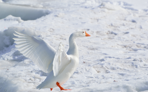 Goose from Chrome web store to be run with OffiDocs Chromium online Goose from Chrome web store to be run with OffiDocs Chromium online