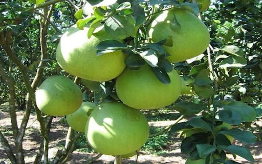 grapefruit tree wallpaper from Chrome web store to be run with OffiDocs Chromium online grapefruit tree wallpaper from Chrome web store to be run with OffiDocs Chromium online