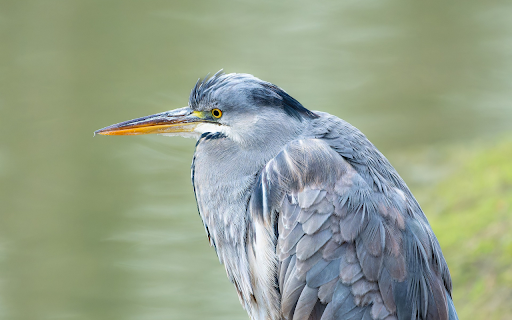 Gray bird from Chrome web store to be run with OffiDocs Chromium online Gray bird from Chrome web store to be run with OffiDocs Chromium online