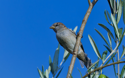 Gray Bird on Olive Branch from Chrome web store to be run with OffiDocs Chromium online Gray Bird on Olive Branch from Chrome web store to be run with OffiDocs Chromium online