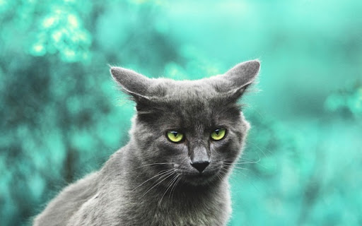 GRAY CAT THEME from Chrome web store to be run with OffiDocs Chromium online GRAY CAT THEME from Chrome web store to be run with OffiDocs Chromium online