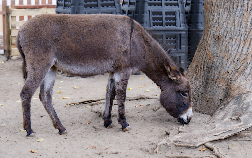 Gray donkey from Chrome web store to be run with OffiDocs Chromium online Gray donkey from Chrome web store to be run with OffiDocs Chromium online