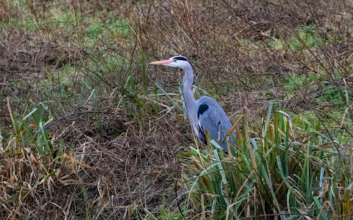 Gray heron in the grass from Chrome web store to be run with OffiDocs Chromium online Gray heron in the grass from Chrome web store to be run with OffiDocs Chromium online