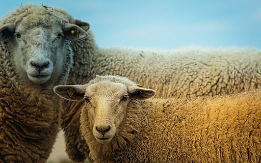 Gray sheep from Chrome web store to be run with OffiDocs Chromium online Gray sheep from Chrome web store to be run with OffiDocs Chromium online