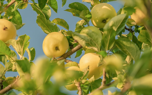 Green apple tree from Chrome web store to be run with OffiDocs Chromium online Green apple tree from Chrome web store to be run with OffiDocs Chromium online