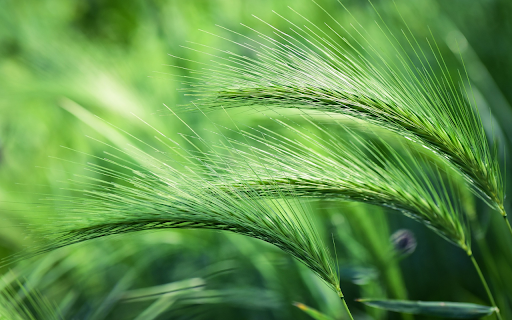 Green barley from Chrome web store to be run with OffiDocs Chromium online Green barley from Chrome web store to be run with OffiDocs Chromium online