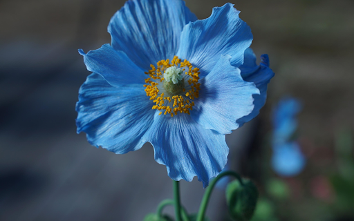 Green flower tree from Chrome web store to be run with OffiDocs Chromium online Green flower tree from Chrome web store to be run with OffiDocs Chromium online